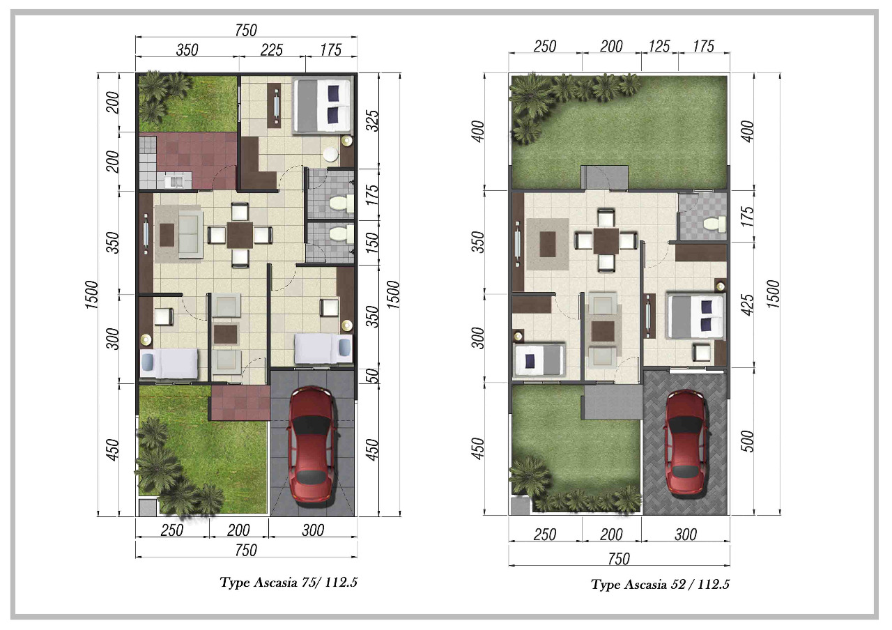 Layout Ascacia